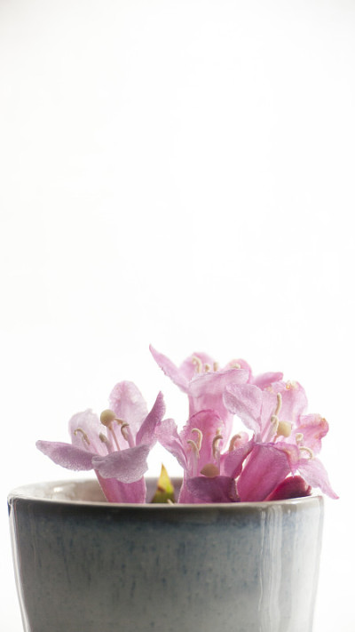 壶中的花
