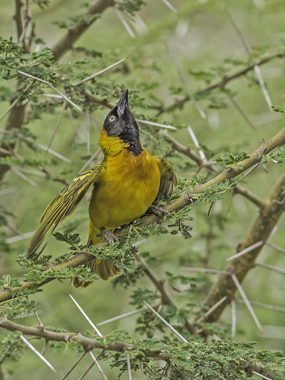 小蒙面织布鸟(Ploceus intermedius)是一种鸟科的鸟类，正在筑巢。坦桑尼亚恩杜图湖保