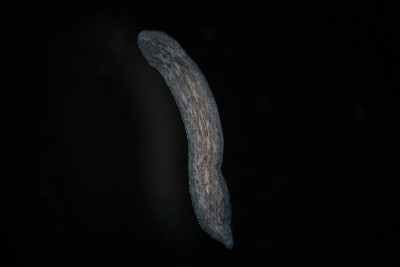 淡水涡虫、扁虫、涡虫显微镜观察