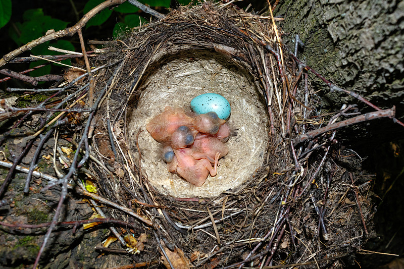 歌曲《Thrush》(Turdus philomelos)。