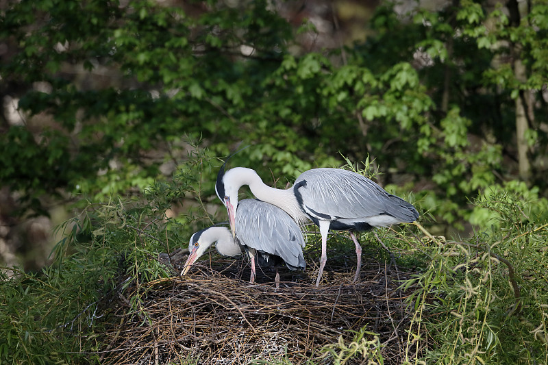 苍鹭，Ardea cinerea