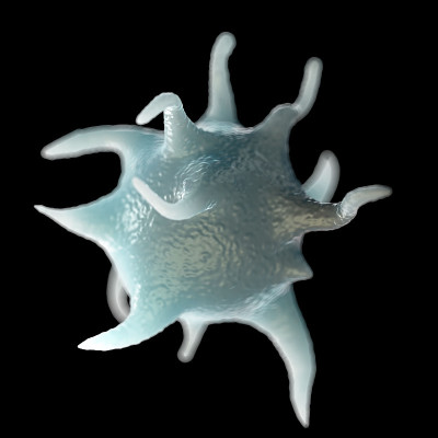 activated blood platelet  illustration of  microsc