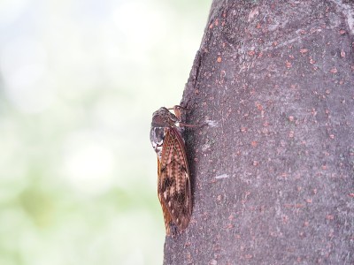 蝉