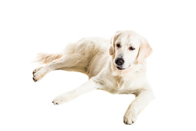 白色背景上的拉布拉多寻回犬