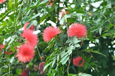 钱婆花/红粉扑