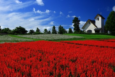 蓝天和花海