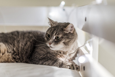 家漂亮可爱的猫