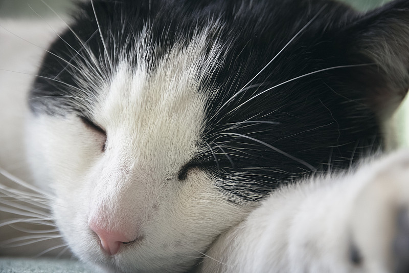 一只黑白相间的猫在沙发上打盹