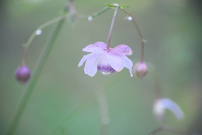 荷花在小雨中绽放