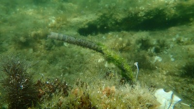 海洋多毛类管状蠕虫(Sabella sp.)