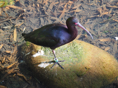 Puna ibis(学名:Plegadis ridgwayi)