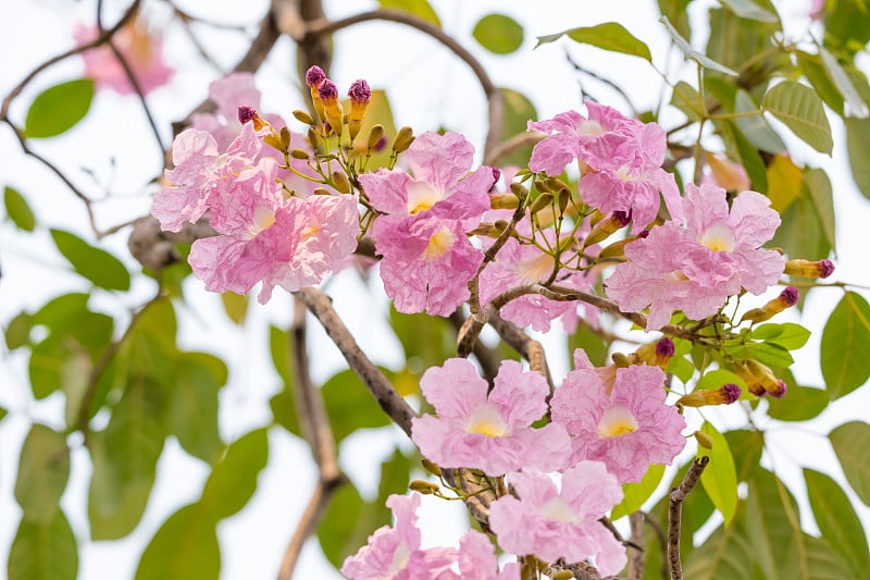 粉红色 Tabebuia 玫瑰花