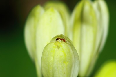 美丽的假橘(费城)花