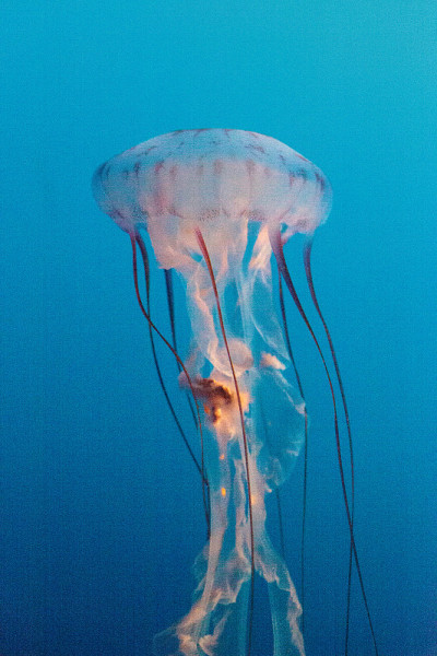 紫色条纹水母，Chrysaora colorata