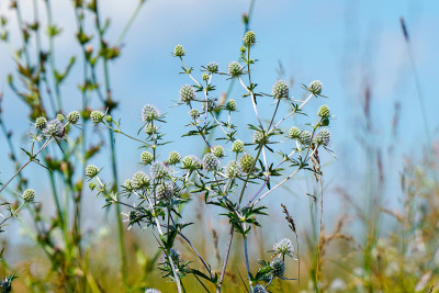 野生药用植物海冬青或芹属植物