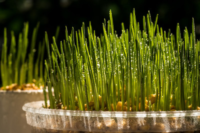 小麦草