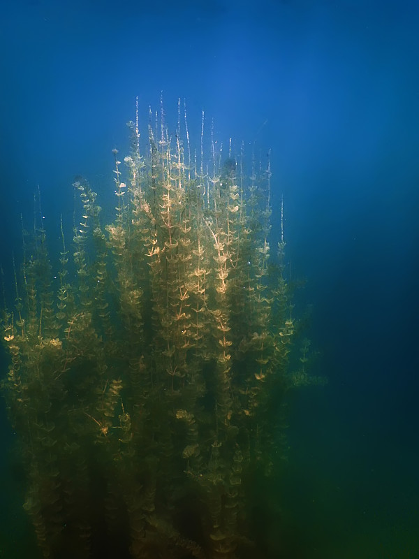 水下植物。水下植物河流，湖泊，池塘。