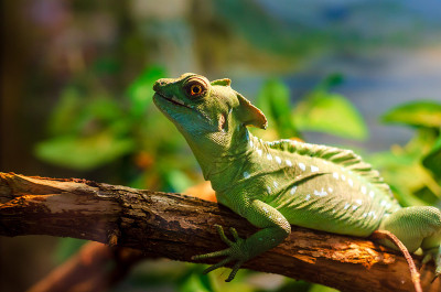 常见的蛇怪(Basiliscus Basiliscus)是蛇怪科的一种蜥蜴。