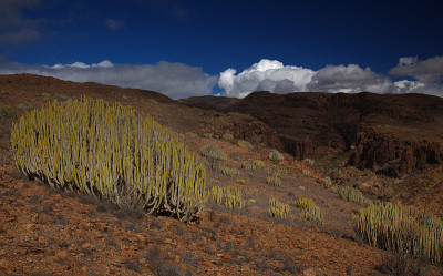 大加那利岛，风景沿徒步旅行路线之间的ravives Barranco del Toro和Barran