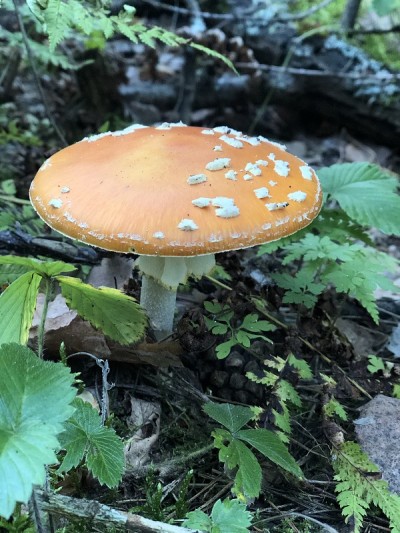 树林里的鹅膏菌
