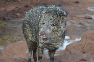 惊人的野生Javalina