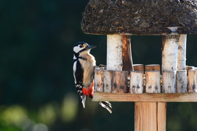 epeiche woodpecker