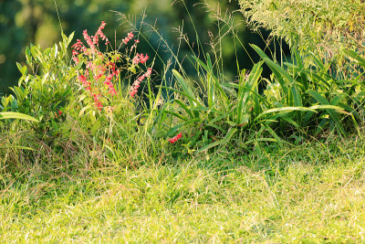 绿色grass-red花。Dhampus-Nepal。0496
