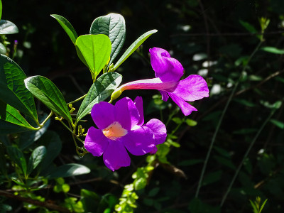 花园里开花的蒜藤花