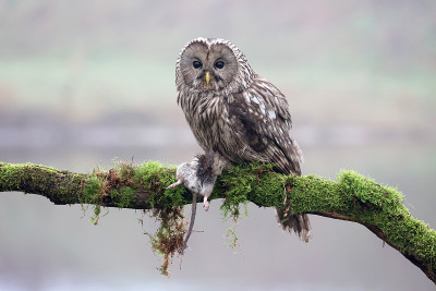 乌拉尔猫头鹰(Strix uralensis)野生特写