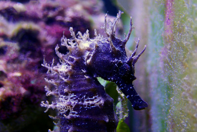 咸水水族缸中地中海海马的剖面图-口状海马