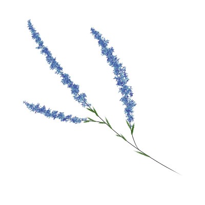 蓝色的薰衣草