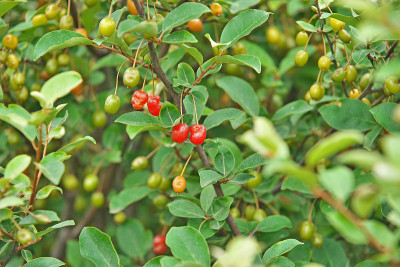 Elaeagnus