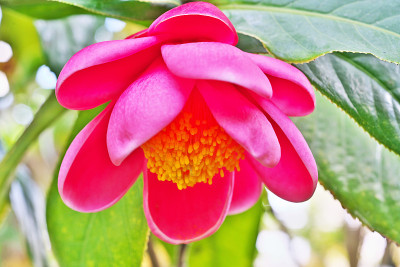 山茶花