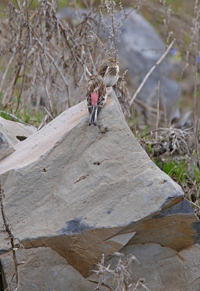 Twite