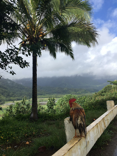 雨中俯瞰哈纳雷山谷的山顶公鸡，夏威夷考艾岛。