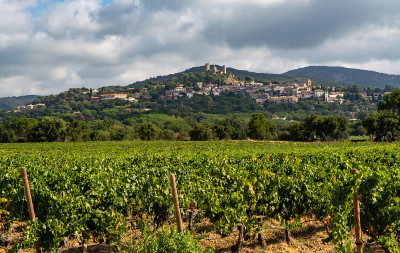法国南部普罗旺斯地区格里莫附近的普罗旺斯cote de Provence，成排成熟的酿酒葡萄