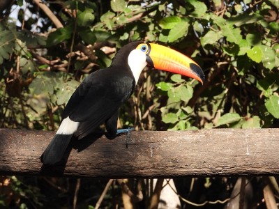 Toco toucan