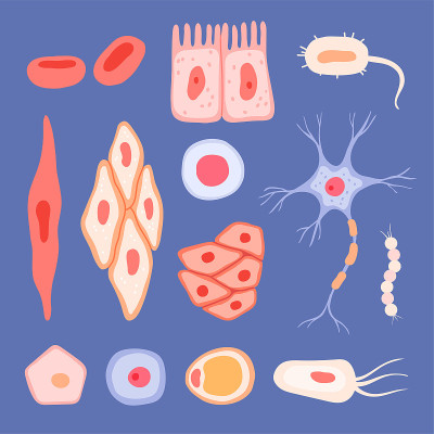 人类细胞。采集血液场景的生物学结构淋巴细胞载体细胞平面图片