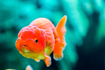 金鱼在水族馆