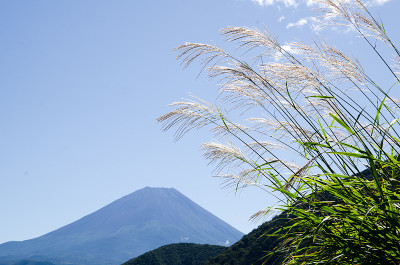 日本元津湖边秋日的富士山上的日本潘帕斯草