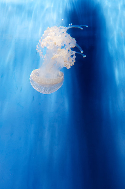 水族馆水母的细节