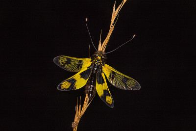 带蛋的猫头鹰(Libelloides Macaronius)