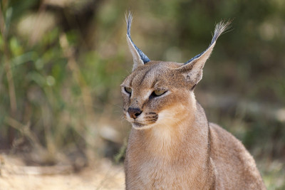野生雌野猫肖像在纳米比亚大草原