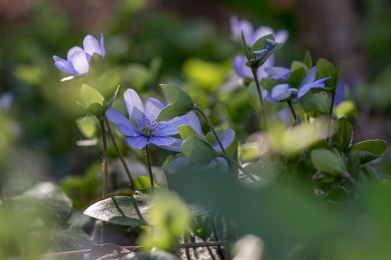 海葵、苔、麦草花盛开，早春开花蓝紫色森林植物