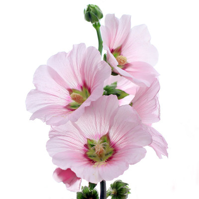蜀葵花