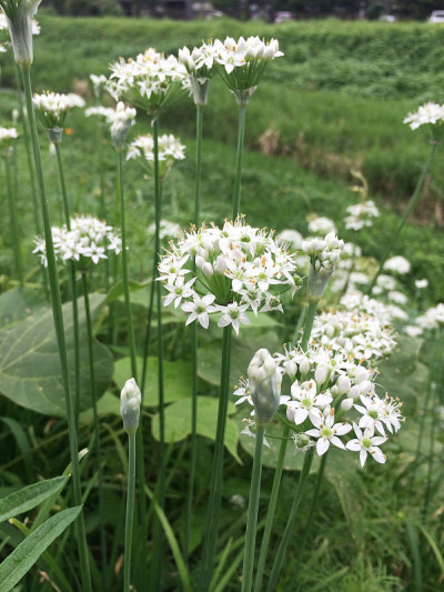 花园里的一束白花