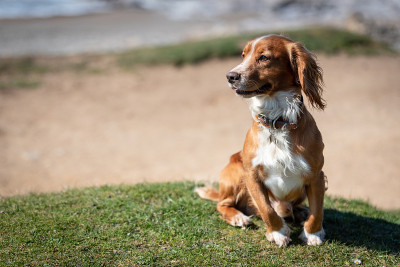 威尔士长耳獚犬