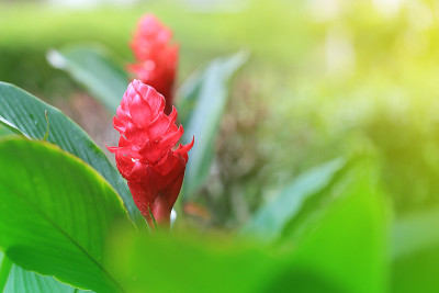 盛开的红姜、高良姜。红色的花头在绿色的花园里。花背景装饰。宁静的小夜曲，令人放松的观赏花坛景象。近距