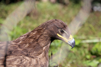 年轻的金雕(Aquila chrysaetos)特写