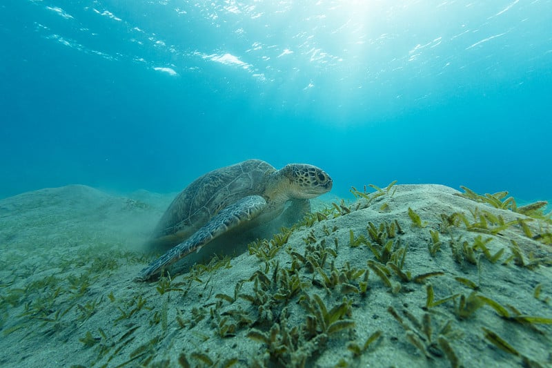 玳瑁龟在吃海藻，Marsa Alam，埃及